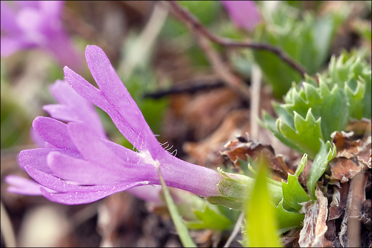 Primula minima L. resmi