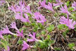 Primula minima L. resmi