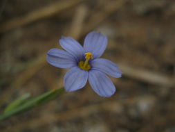 صورة Sisyrinchium funereum E. P. Bicknell