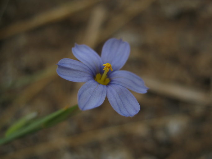 Image of Funeral Mountain blue-eyed grass