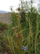 Image of Funeral Mountain blue-eyed grass