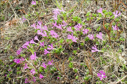 Image of Primula minima L.