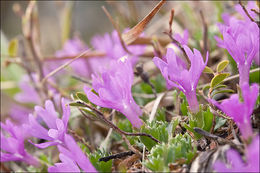 Primula minima L. resmi