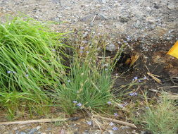 Image of Funeral Mountain blue-eyed grass