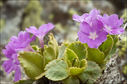 Image of Primula villosa Wulfen