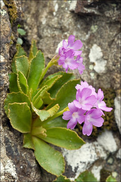 Imagem de Primula villosa Wulfen