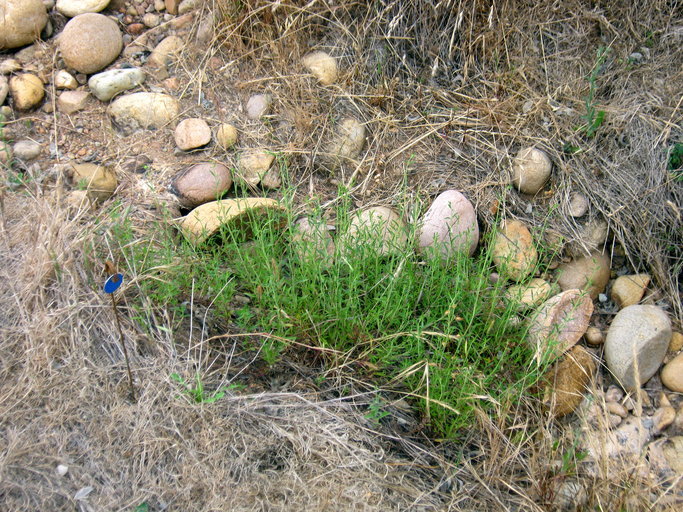 Image of Willowy Mountainbalm