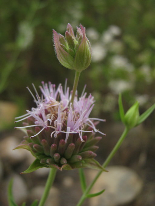 Image of Willowy Mountainbalm