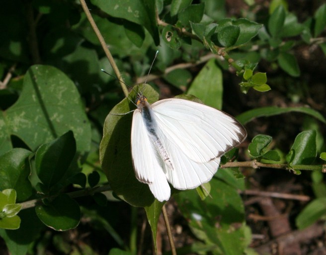 Image de Piéride du tapier