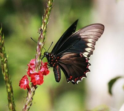 Image of Gold Rim Swallowtail