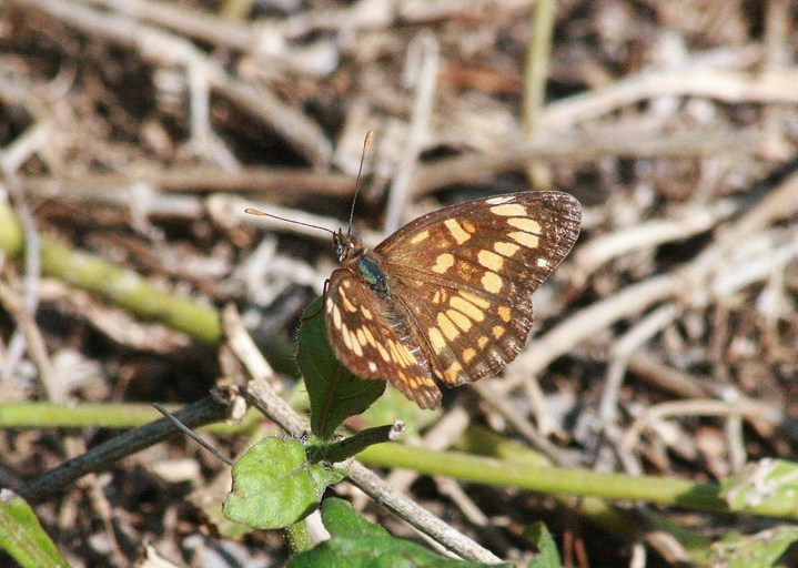 Image of <i>Chlosyne theona mullinsi</i>