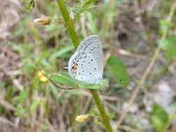 Image of <i>Cupido comyntas texana</i>