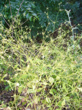 Image of endive daisy