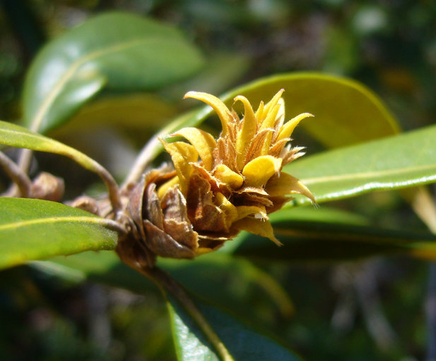 Image of giant chinquapin