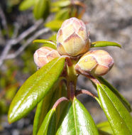 Image of Western Labrador-Tea