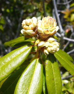 Image de Rhododendron columbianum (Piper) Harmaja