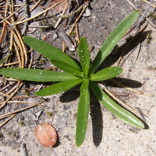 Lilium maritimum Kellogg resmi