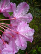 Image of Pacific rhododendron