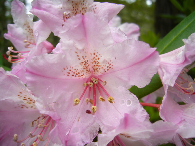 Sivun Rhododendron macrophyllum D. Don ex G. Don kuva