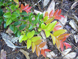 Image of evergreen huckleberry