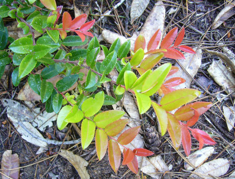 Image of evergreen huckleberry