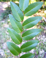 Image of evergreen huckleberry