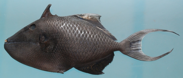 Image of Black triggerfish