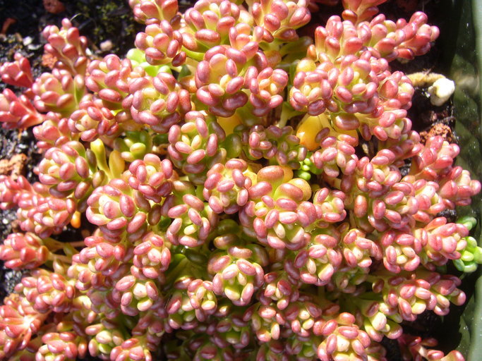 صورة Sedum oreganum Nutt. ex Torr. & Gray