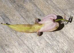 Image of Pacific bleeding heart