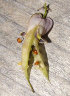 Image of Pacific bleeding heart