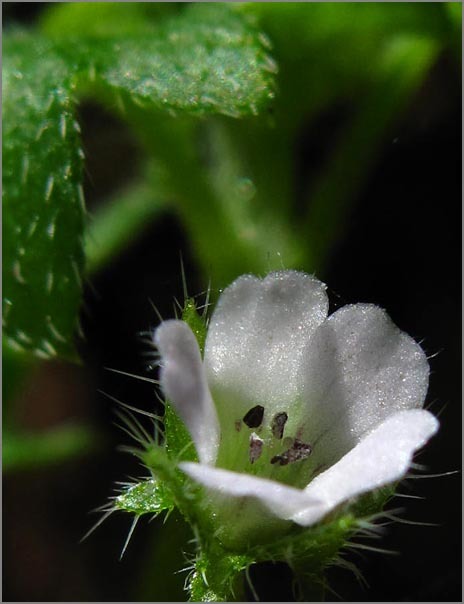 صورة Nemophila parviflora Dougl. ex Benth.