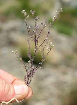 Image of dainty desert hideseed