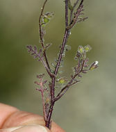 Image de Eucrypta micrantha (Torr.) A. A. Heller