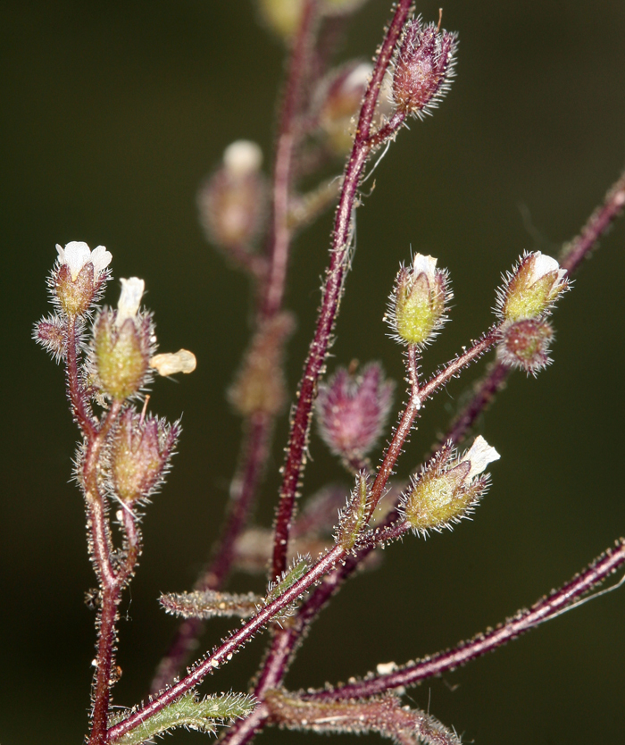 Image of dainty desert hideseed