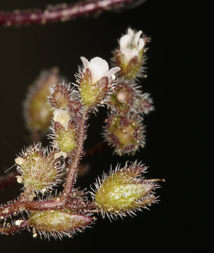 Image of dainty desert hideseed