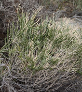 Image of littleleaf horsebrush