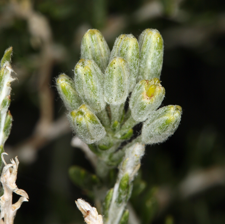 Sivun Tetradymia glabrata Torr. & A. Gray kuva