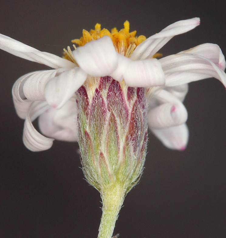 Plancia ëd Chaetopappa ericoides (Torr.) G. L. Nesom