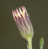 Plancia ëd Chaetopappa ericoides (Torr.) G. L. Nesom