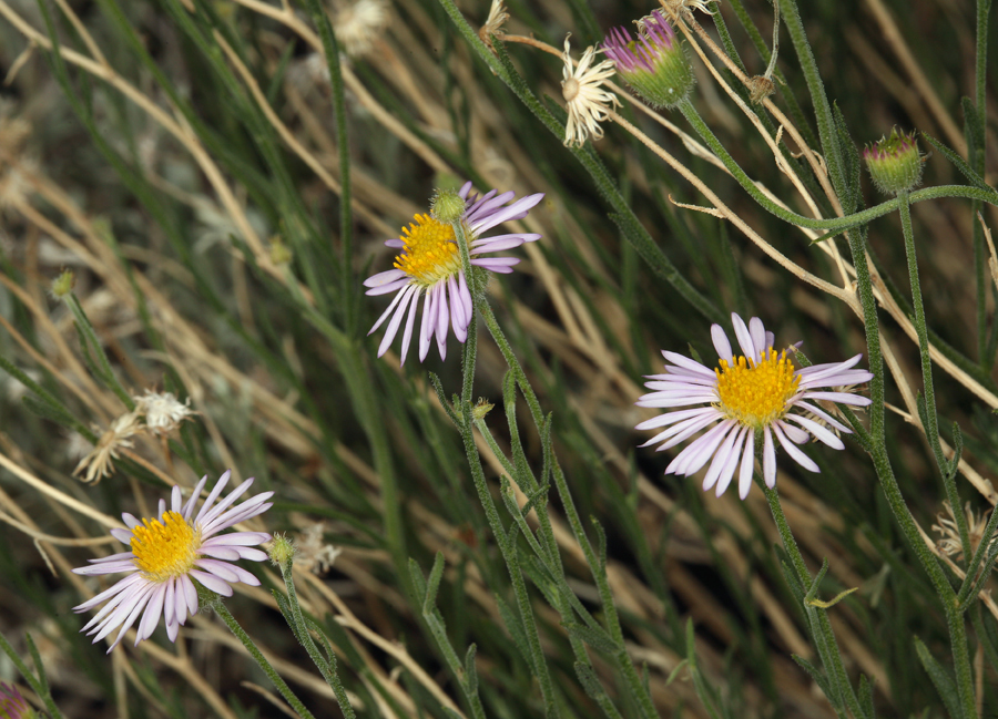 Image of Brewer's fleabane