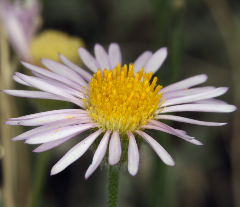 Image of Brewer's fleabane