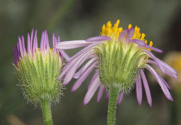 Image of Brewer's fleabane