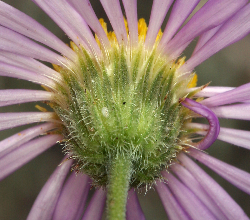 Image of Brewer's fleabane