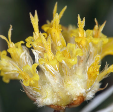 Image of Shockley's goldenhead