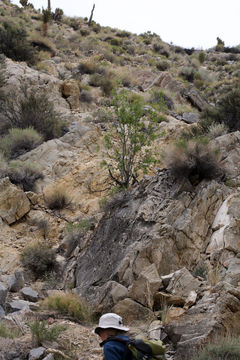 Image of single-leaf ash