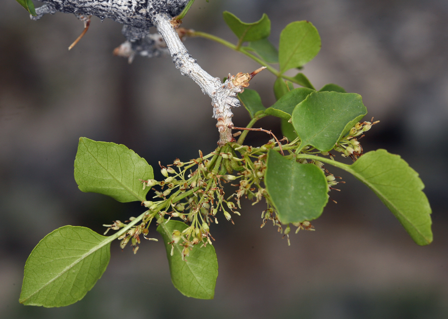 Image of single-leaf ash