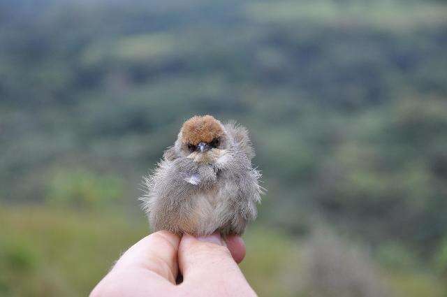 Image of Cisticola Kaup 1829