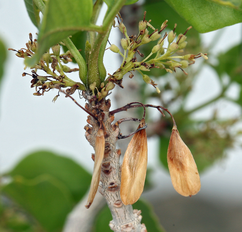 Image of single-leaf ash