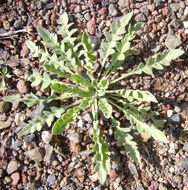 Image of tansyleaf evening primrose