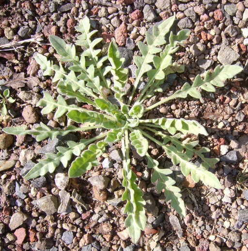 Sivun Camissonia tanacetifolia (Torr. & A. Gray) Raven kuva